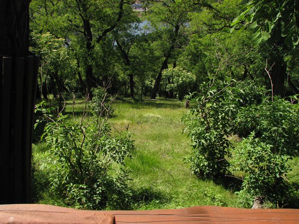 Dall's sheep enclosure