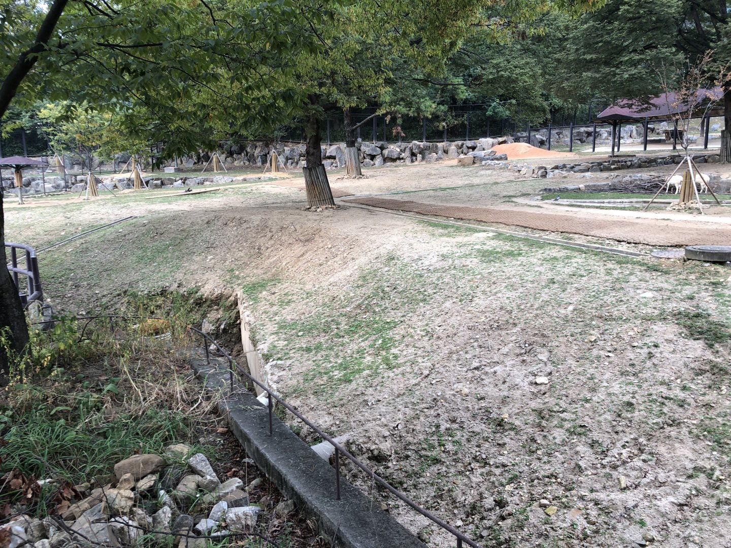 Dall’s Sheep Exhibit
