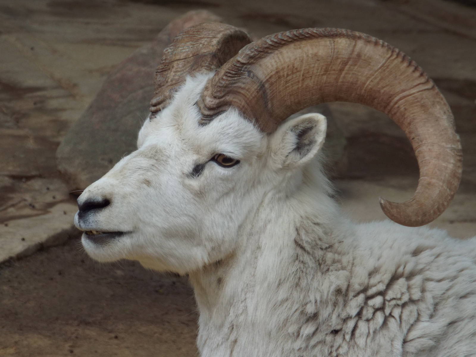 Dall's Sheep (Ovis dalli dalli) at Zoo Leipzig - April 7th 2014