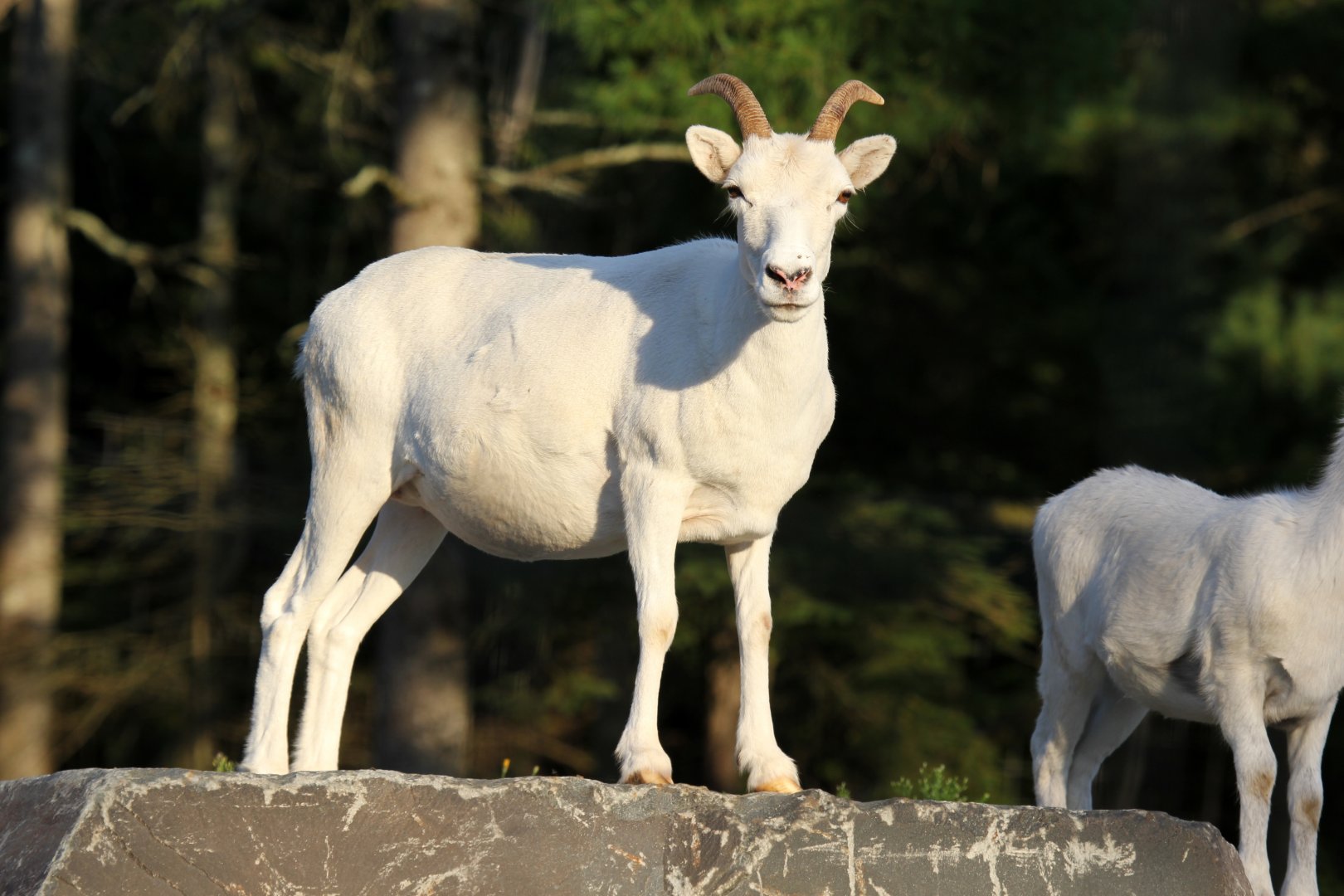 Dall's Sheep (Ovis dalli dalli) female