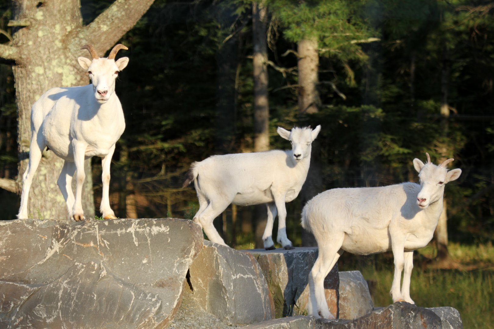 Dall's Sheep (Ovis dalli dalli) group