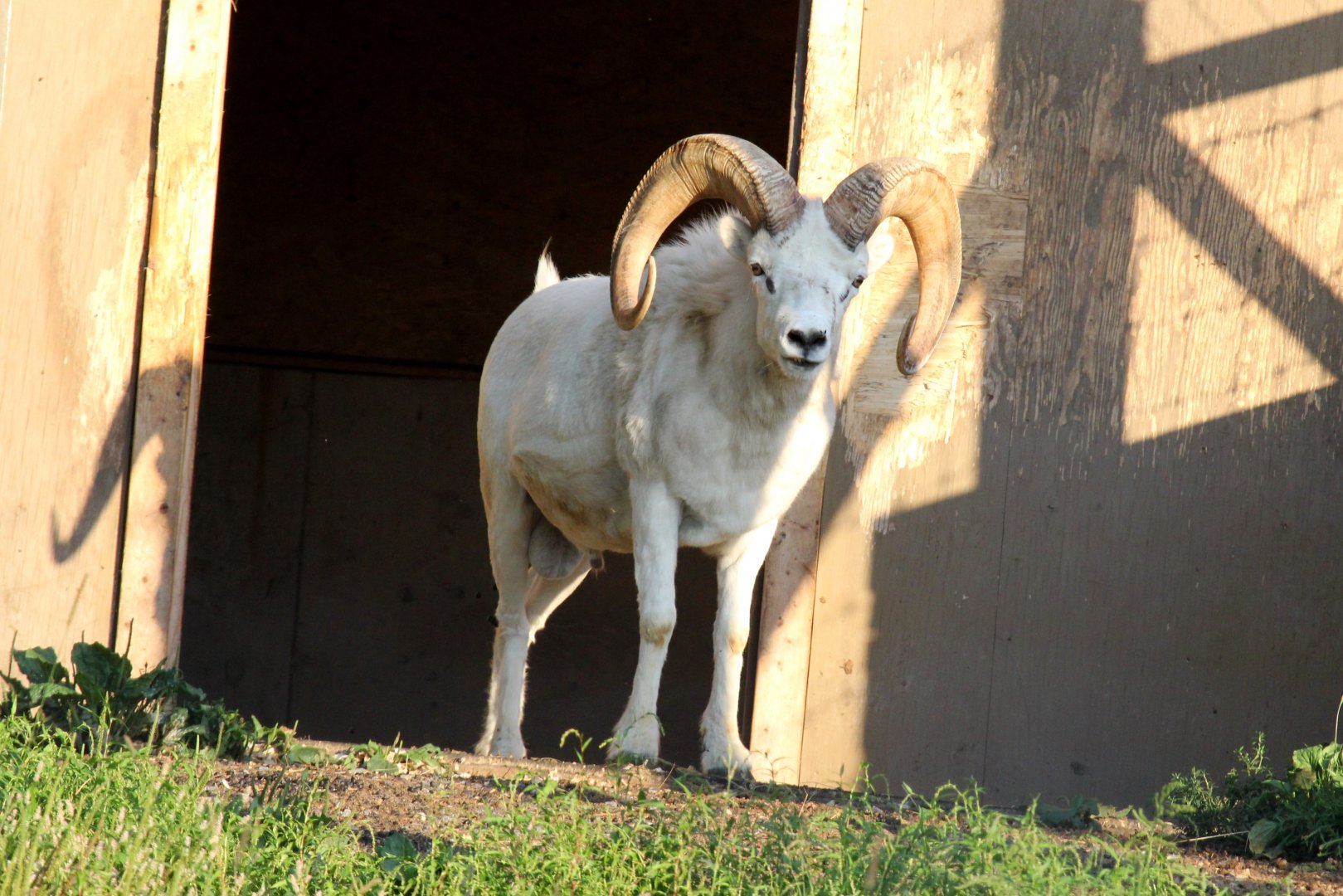 Dall's Sheep (Ovis dalli dalli) male
