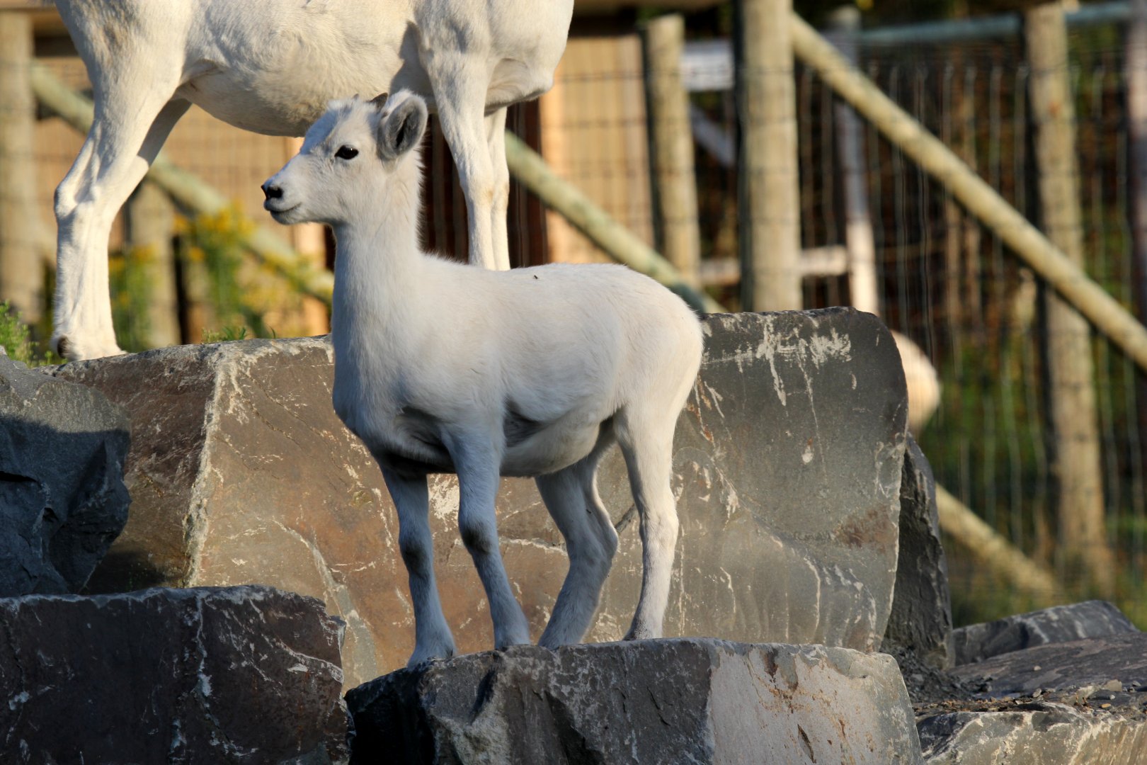 Dall's Sheep (Ovis dalli dalli) young