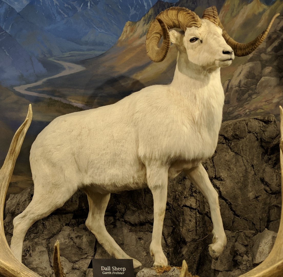 Dall's sheep (Ovis dalli dalli)