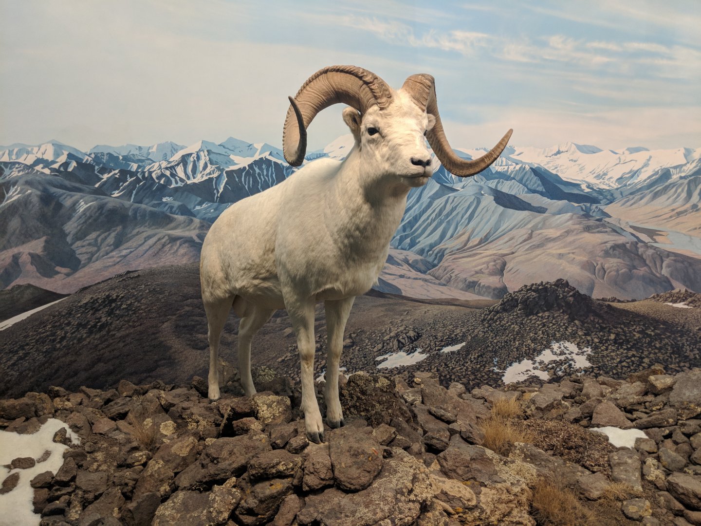 Dall's sheep (Ovis dalli dalli)