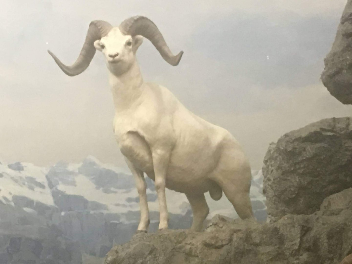 Dall's sheep (Ovis dalli dalli)