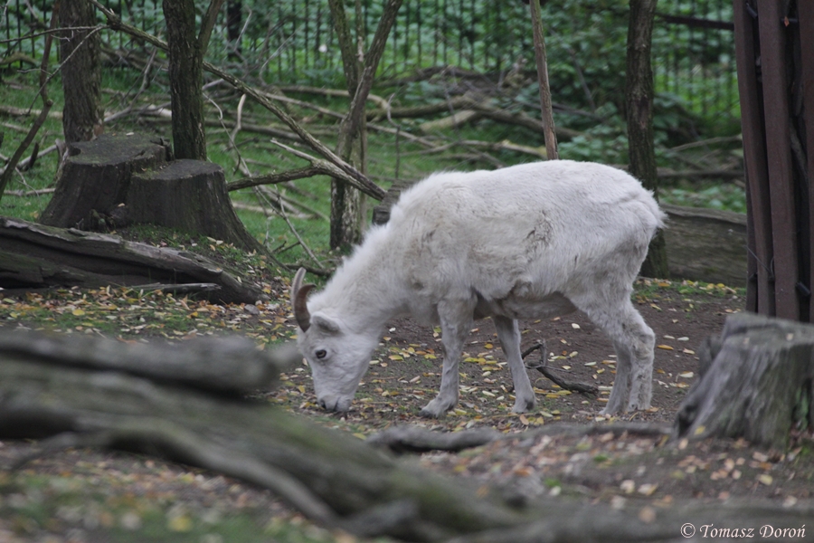 Dall's Sheep (Ovis dalli) female