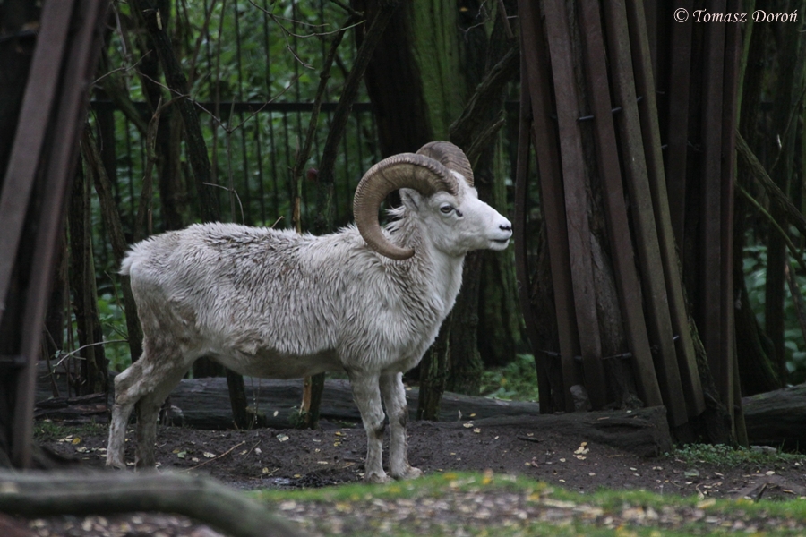 Dall's Sheep (Ovis dalli)
