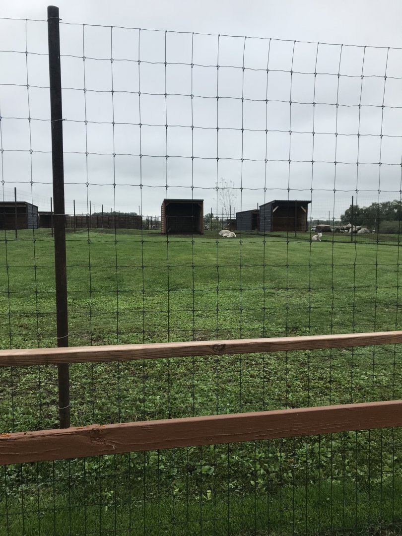 Dalls Sheep/Rocky Mountain Goat Exhibit