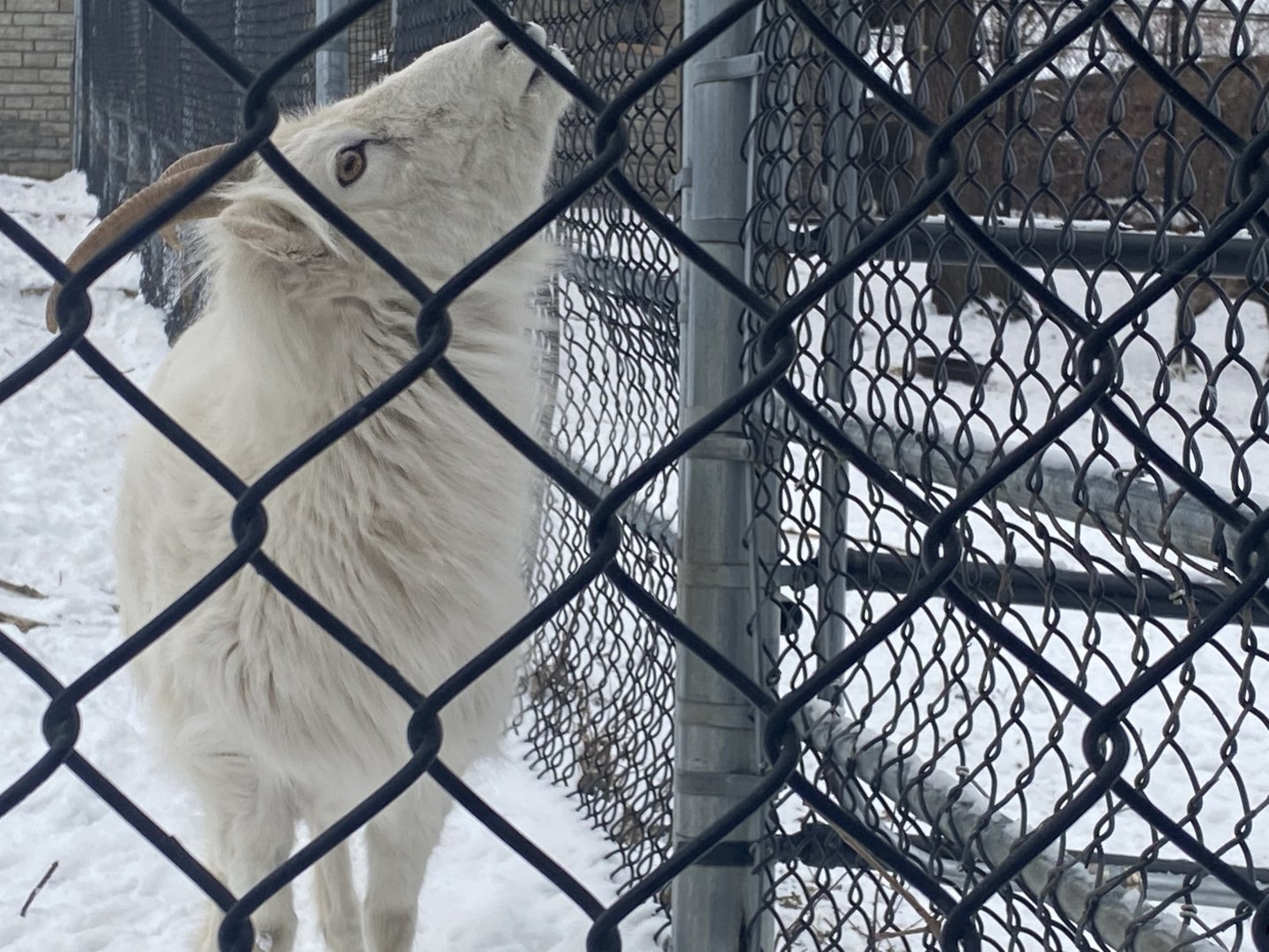 Dall’s Sheep Stretching