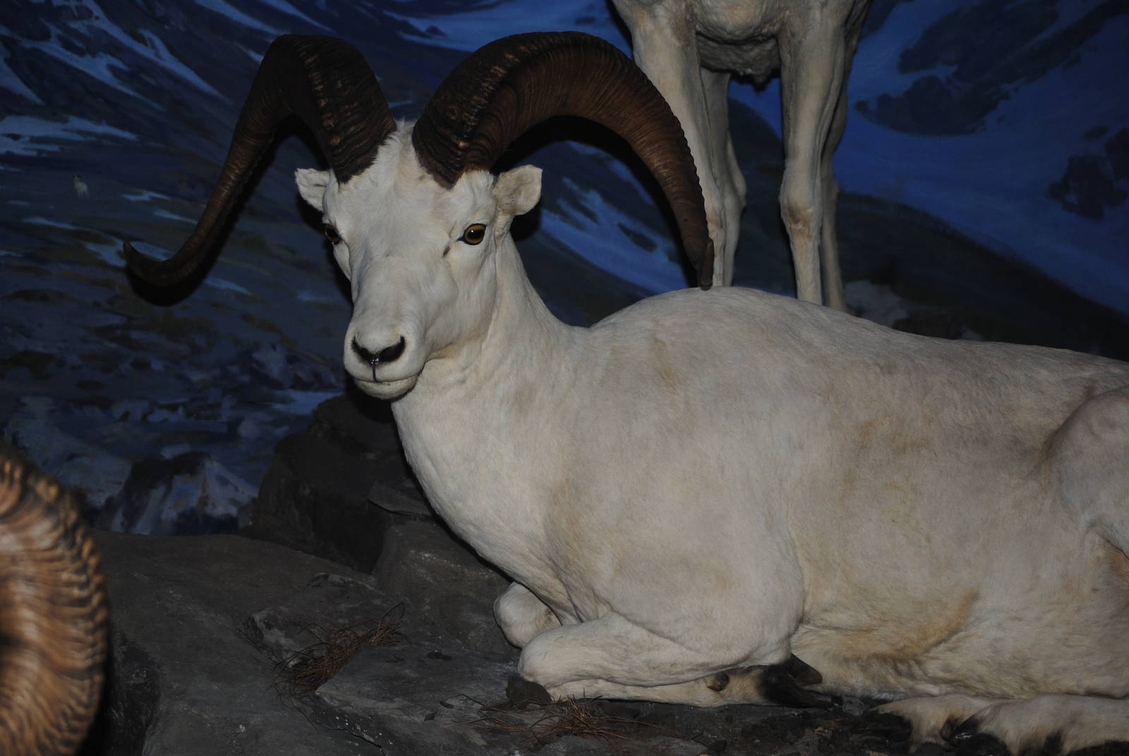 Dall's Sheep