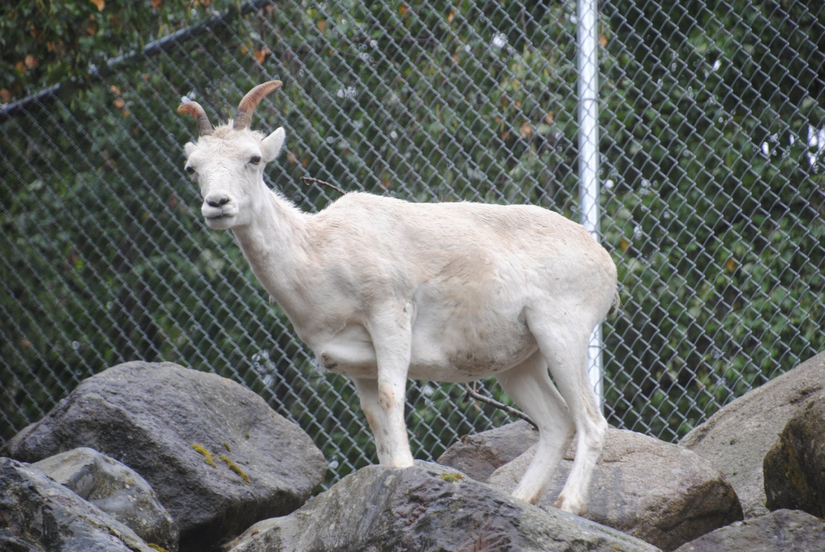 Dall's Sheep