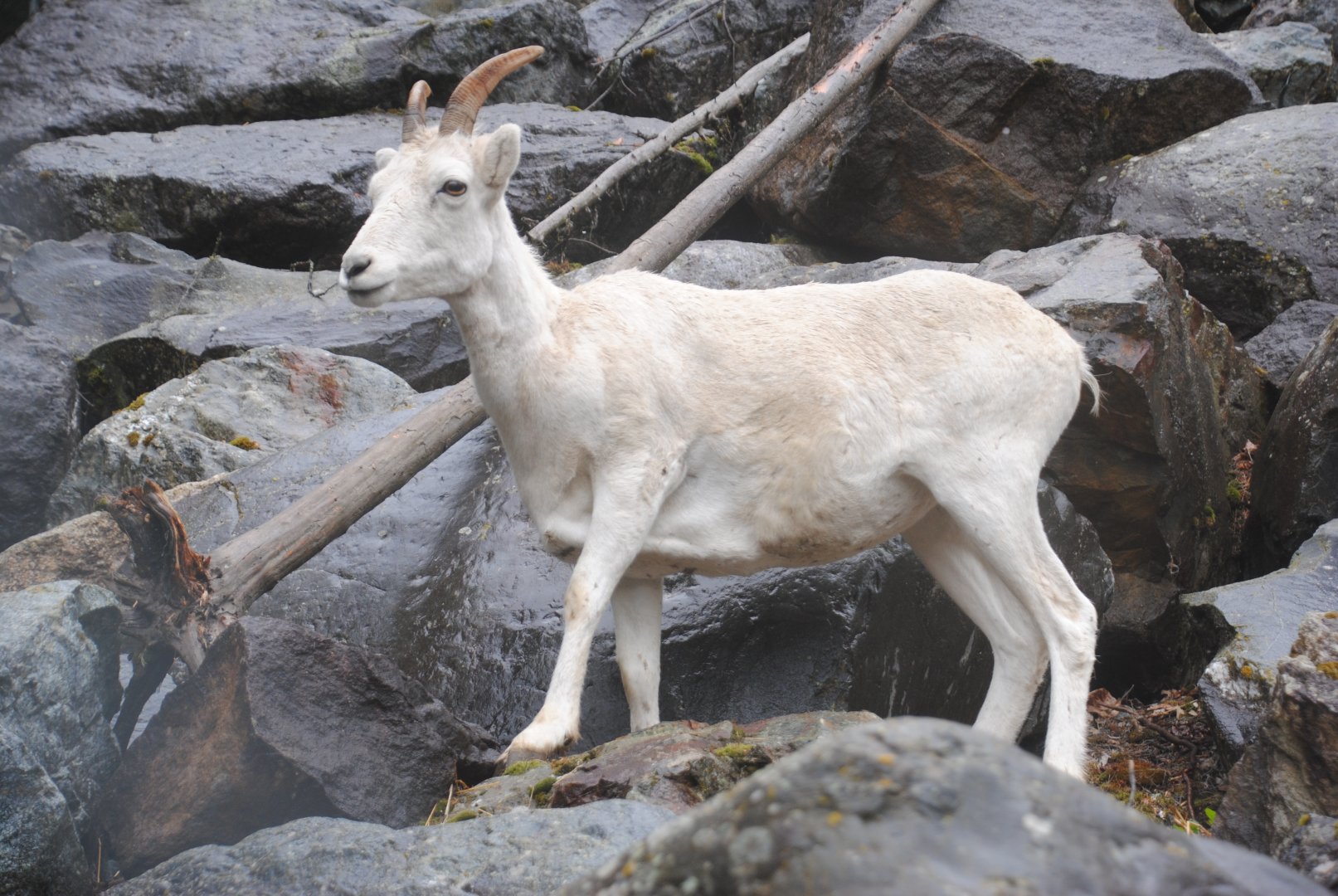 Dall's Sheep