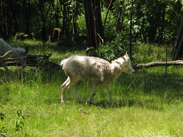 Dall's sheep