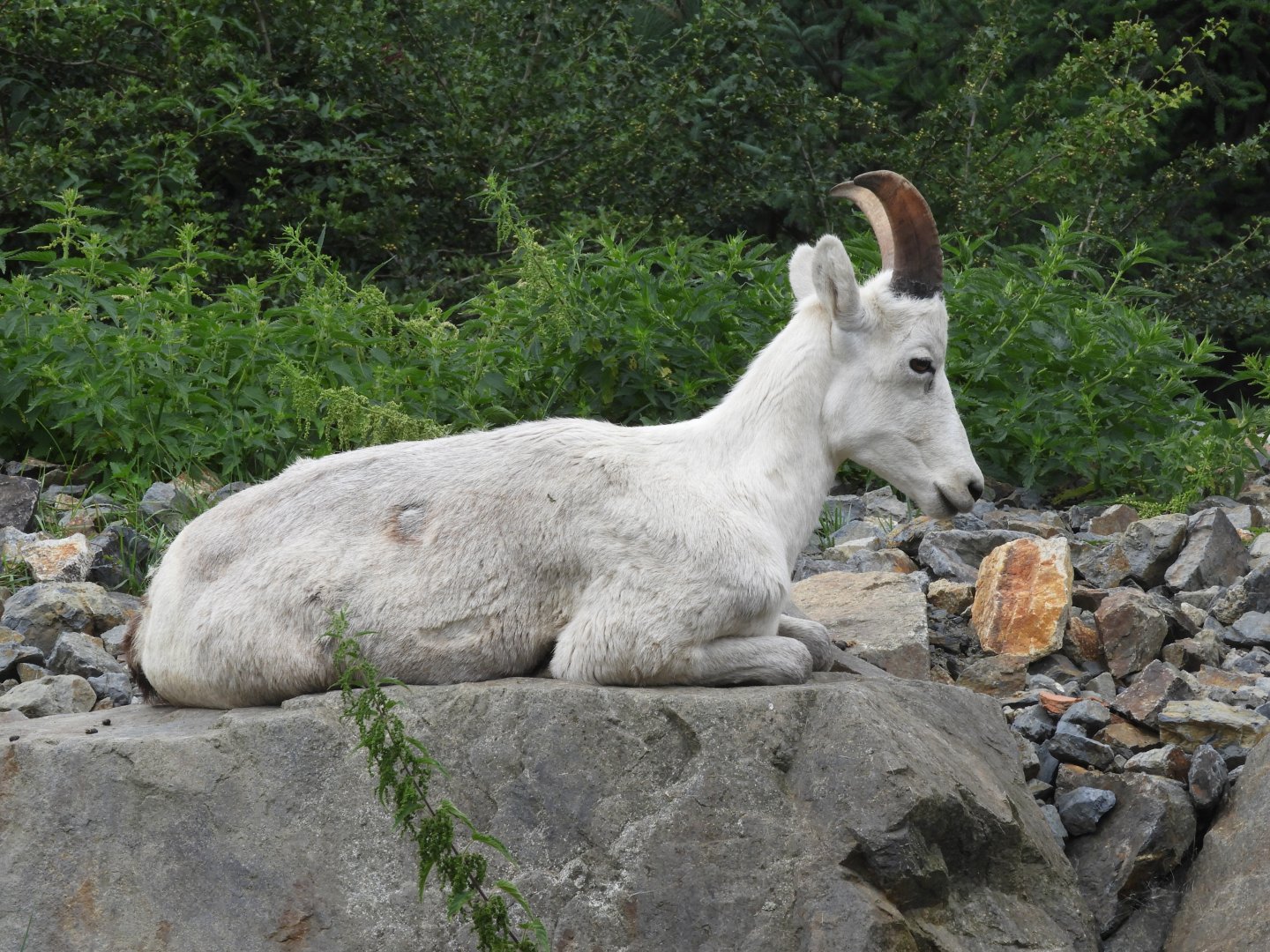 Dall's sheep
