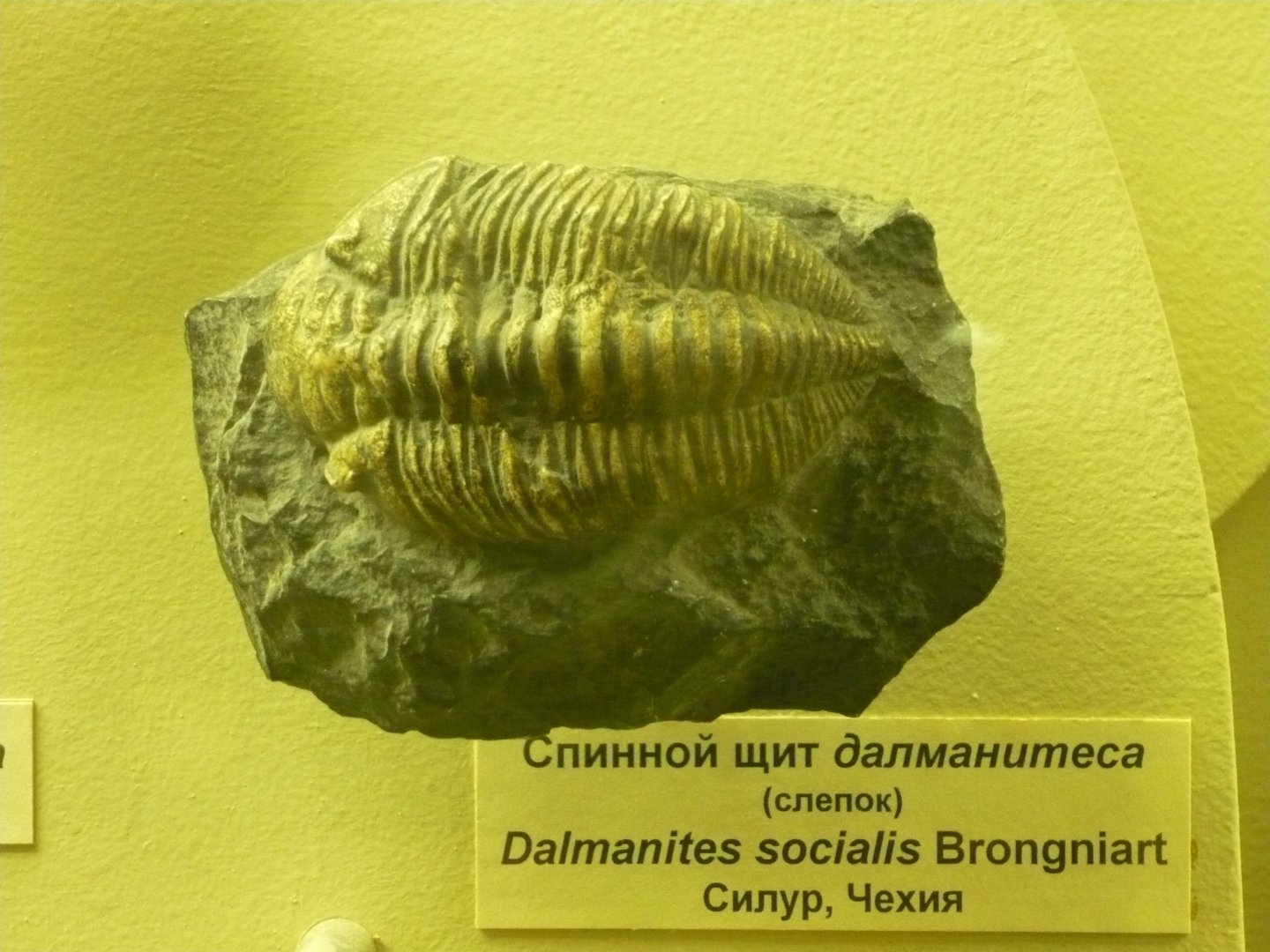 Dalmanites socialis (cast)