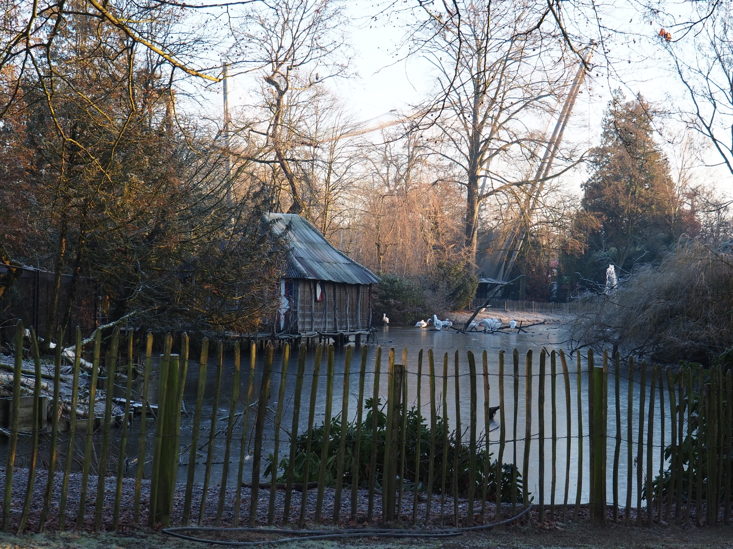Dalmatian and Great while pelican pond (Jan 20th, 2019)