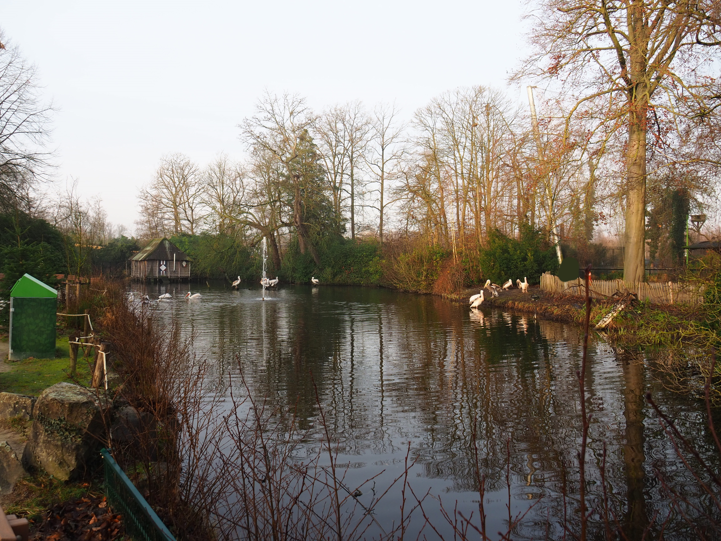 Dalmatian and Great white pelican pond, 2019-12-28