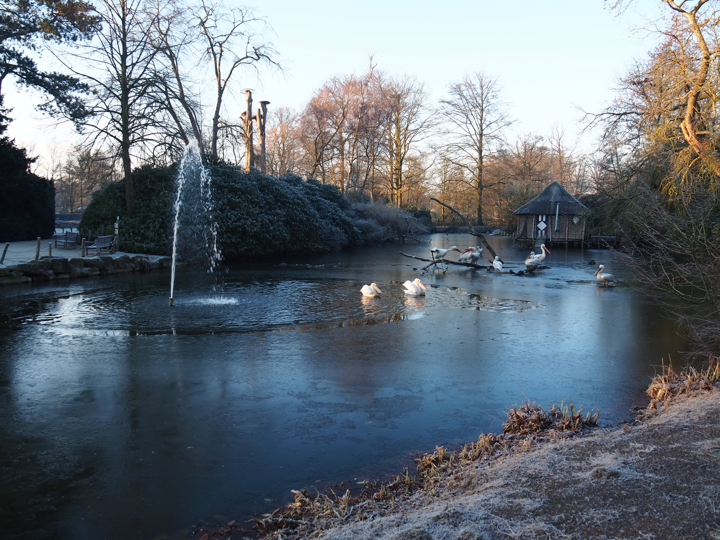Dalmatian and Great white pelican pond (Jan 20th, 2019)