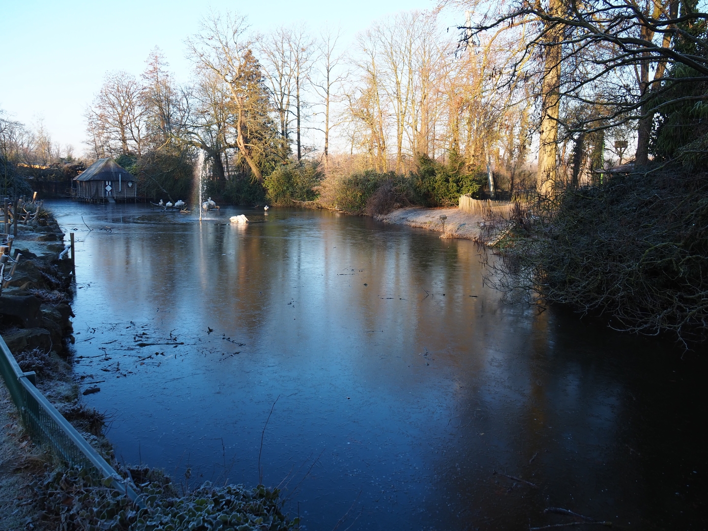 Dalmatian and Great white pelican pond (Jan 20th, 2019)