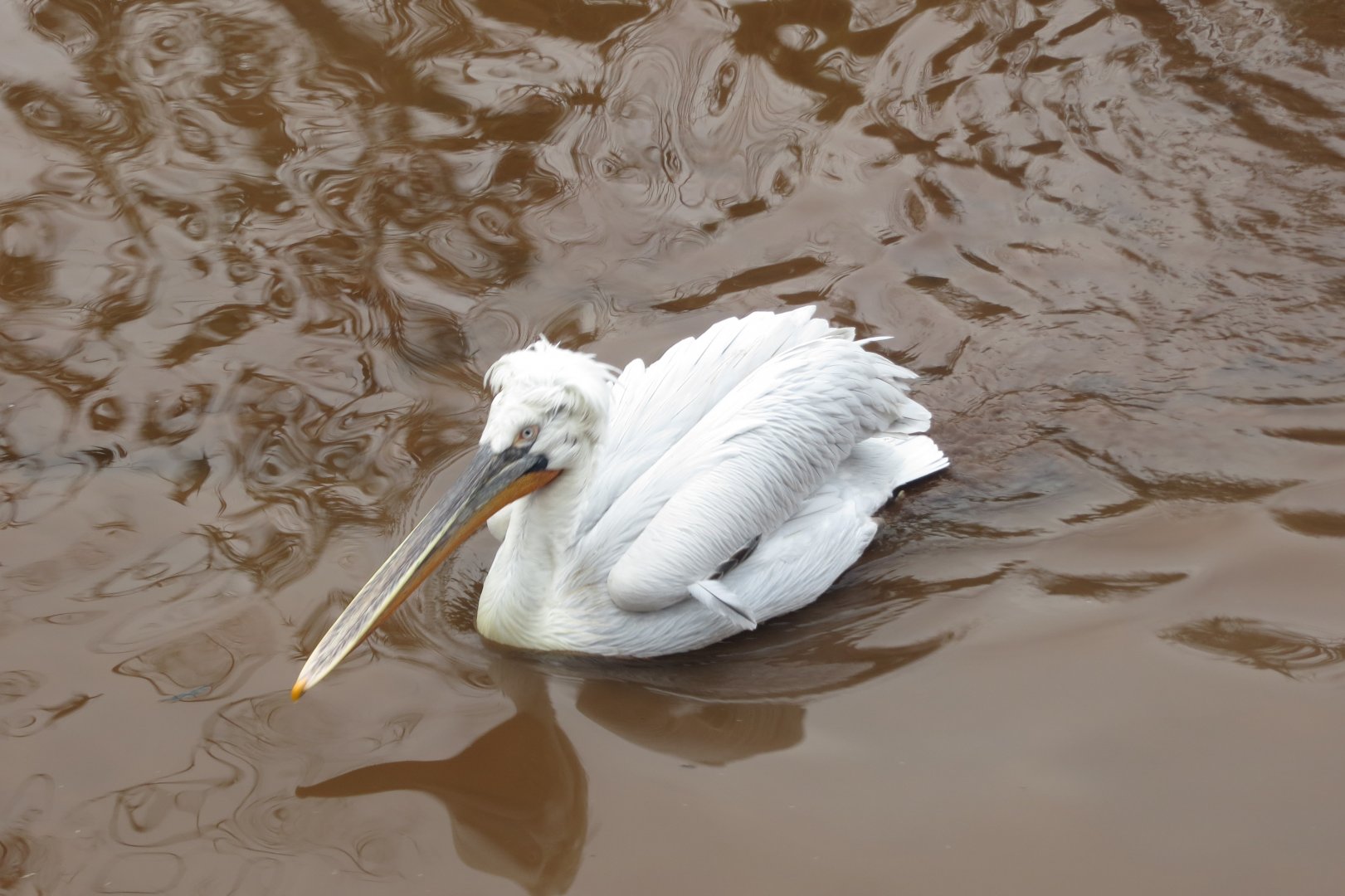 Dalmatian pelican 050119