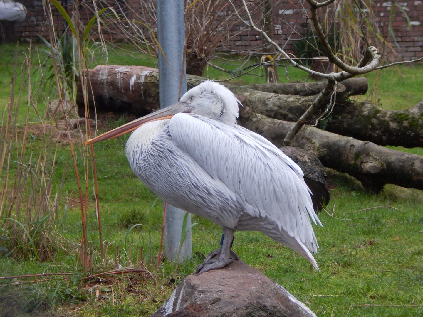 Dalmatian pelican 111224