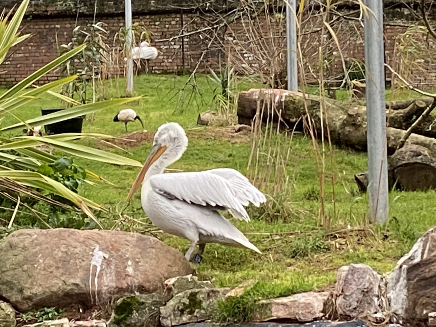 Dalmatian pelican 111224