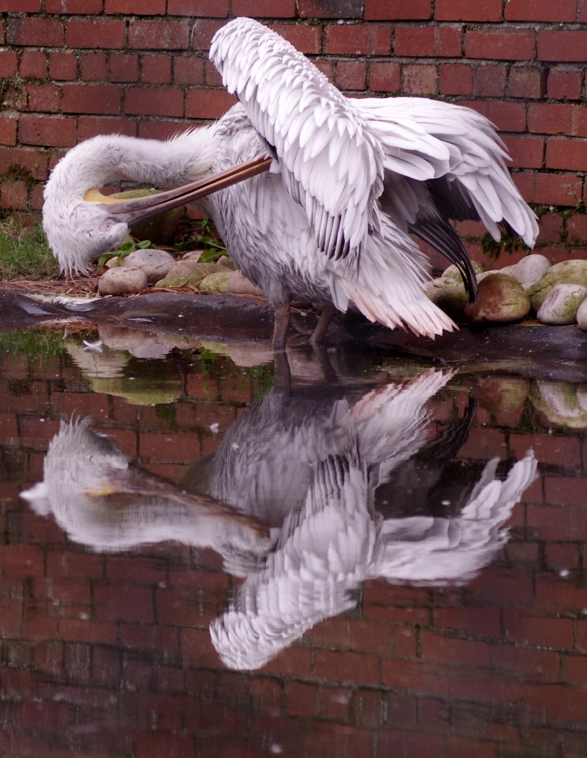 Dalmatian pelican 111224