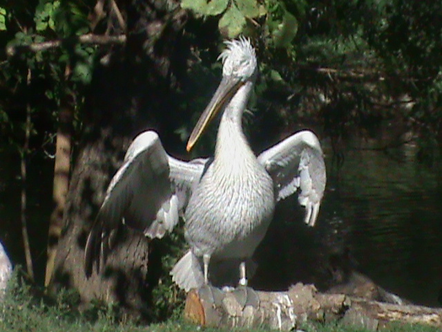 dalmatian pelican 140911