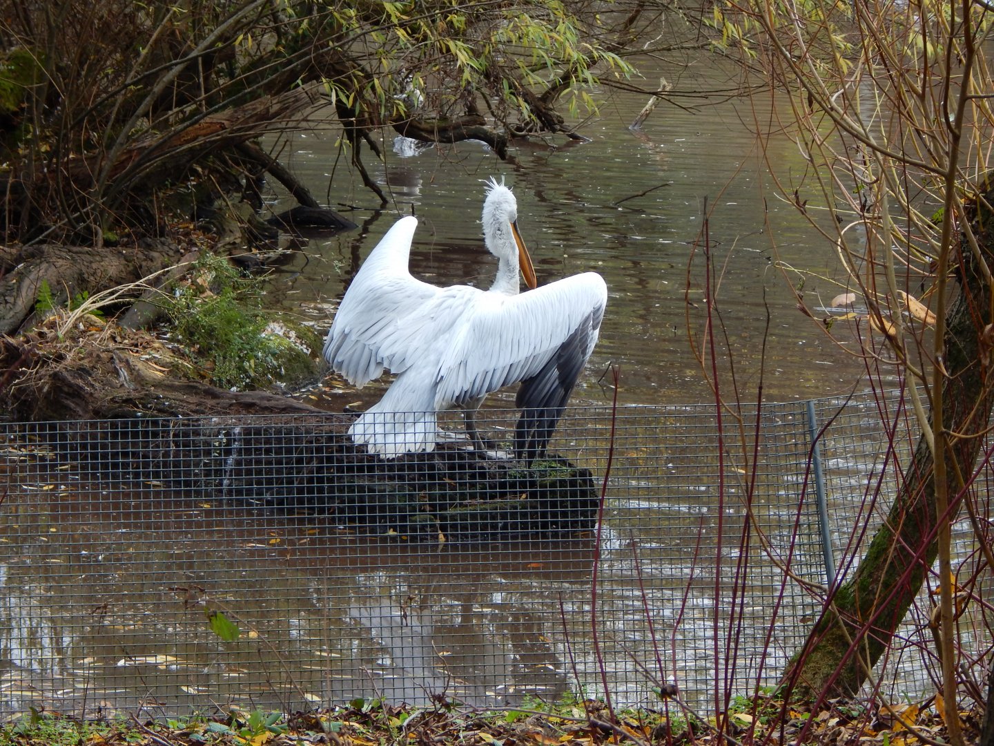 Dalmatian pelican 201121