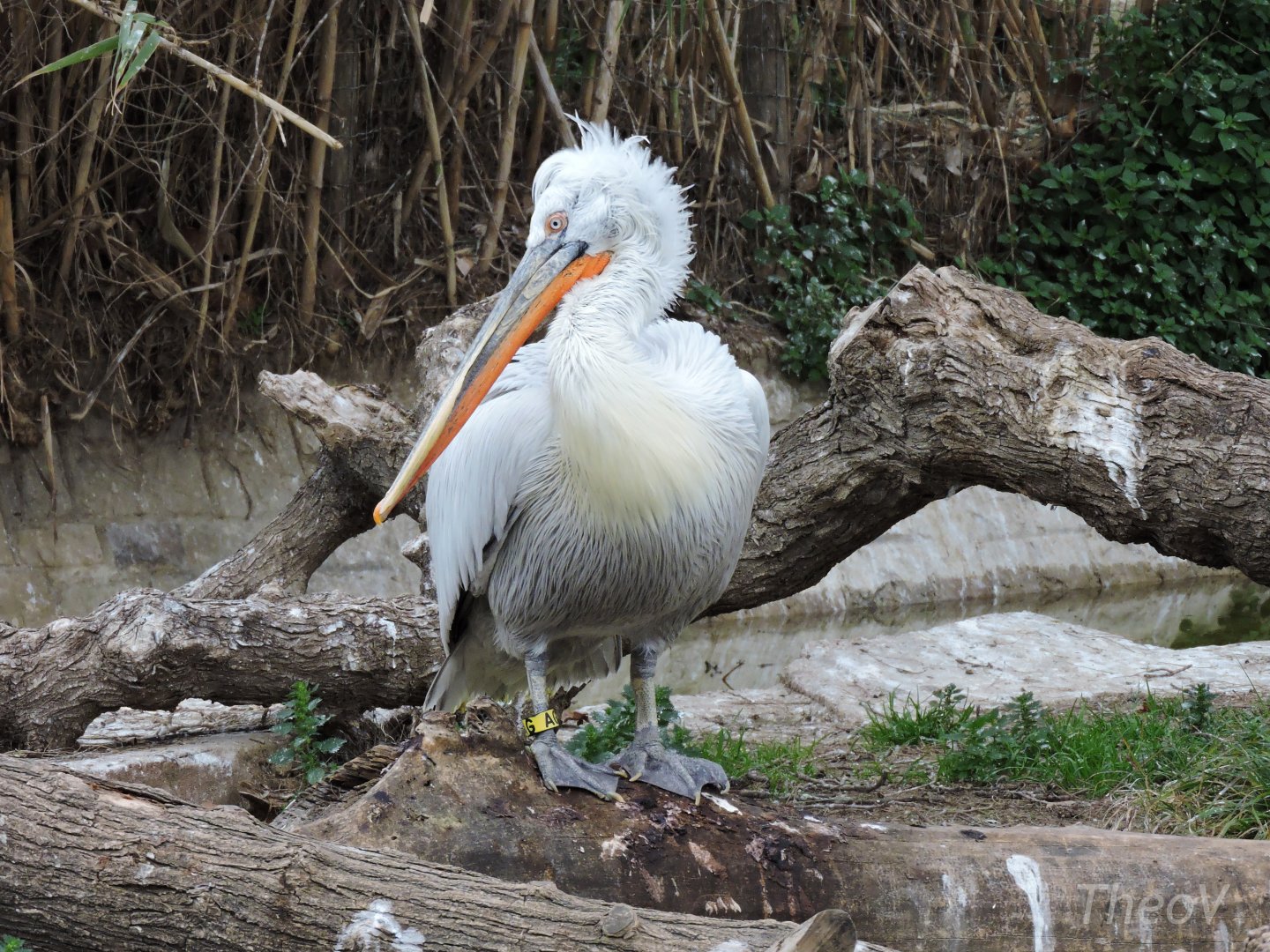 Dalmatian pelican [2015]
