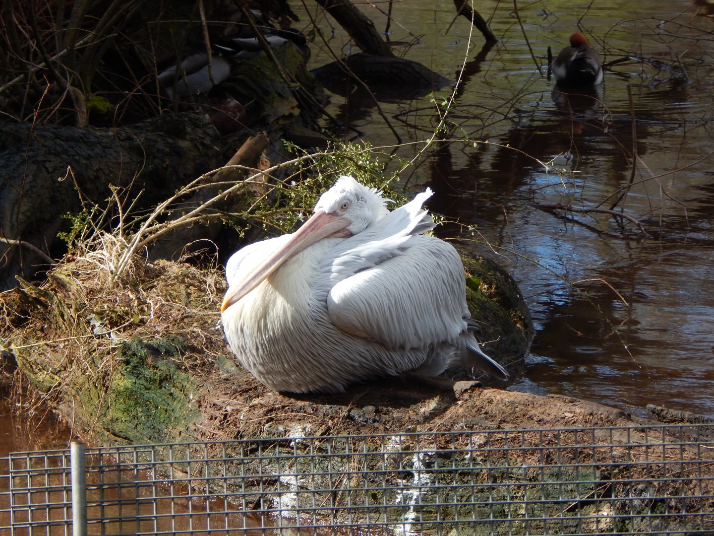 Dalmatian pelican 240222