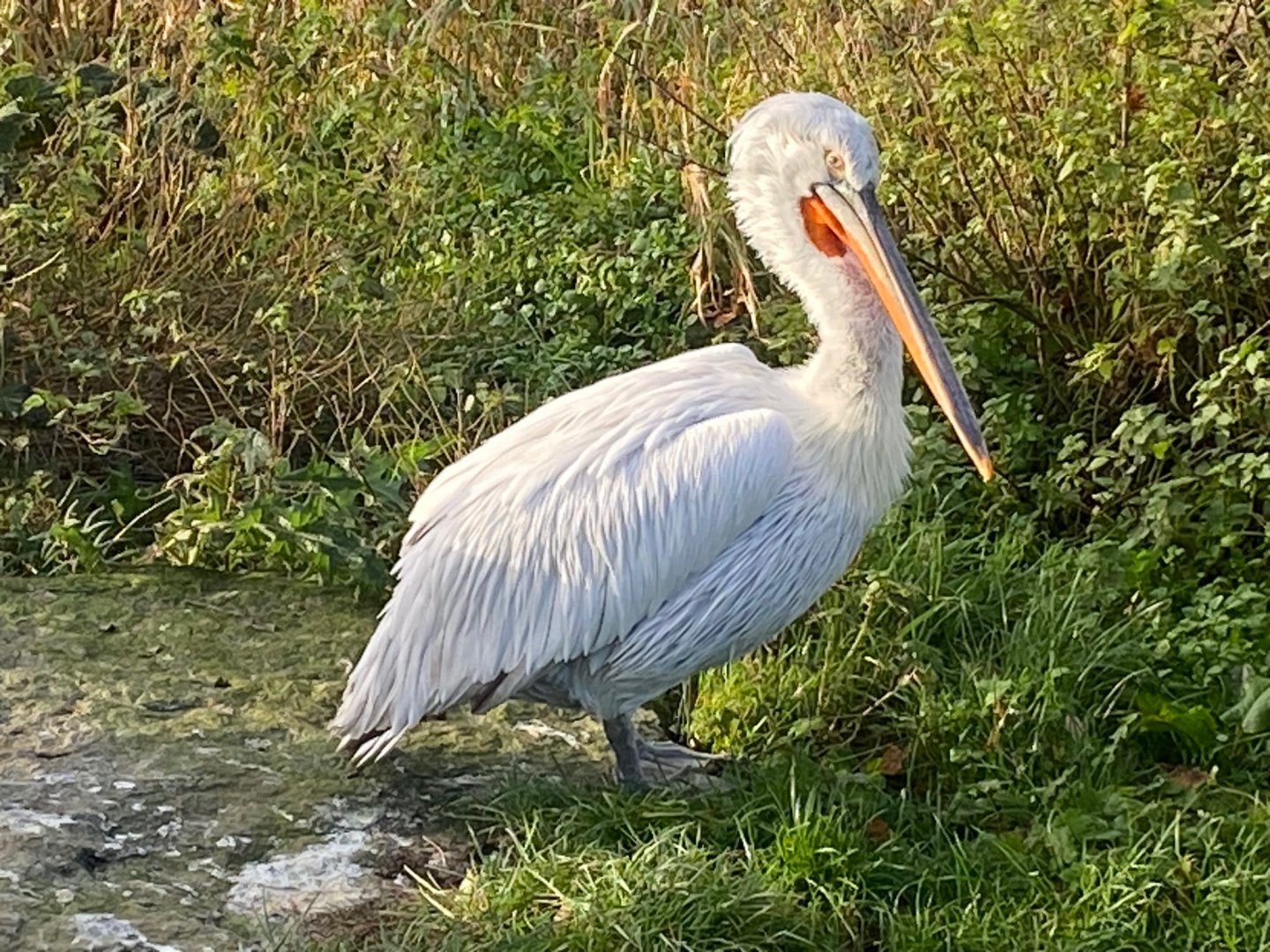 Dalmatian pelican 251123