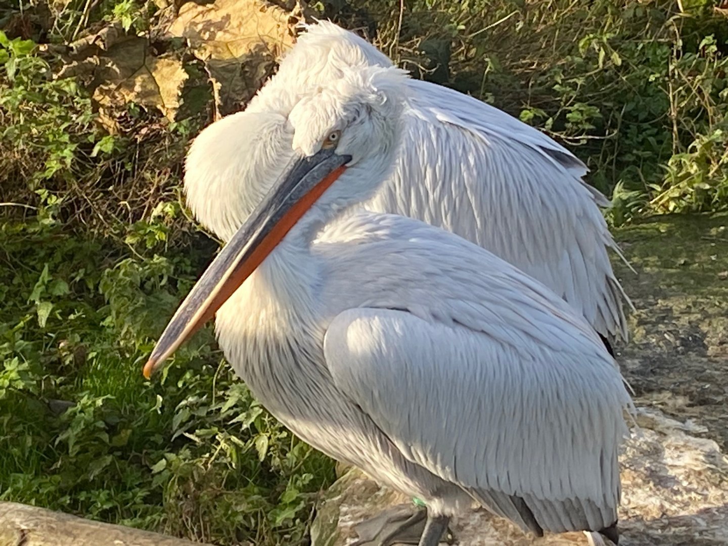 Dalmatian pelican 251123
