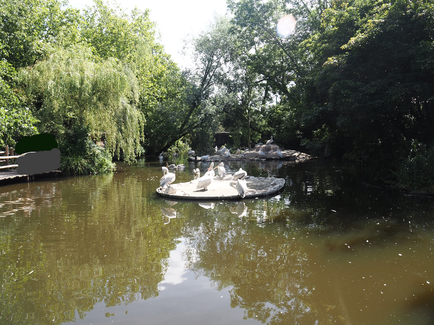 Dalmatian pelican and Eurasian greater cormorant exhibit, 2024-06-30