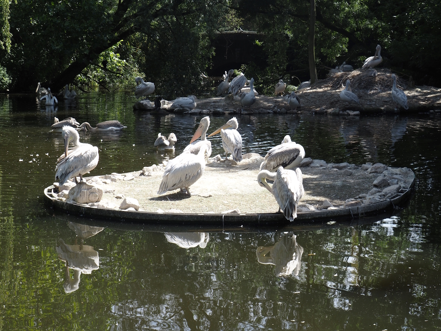 Dalmatian pelican and Eurasian greater cormorant exhibit, 2024-06-30
