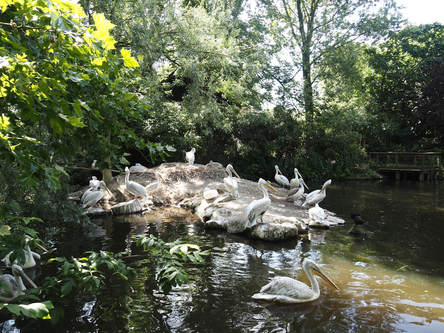 Dalmatian pelican and Eurasian greater cormorant exhibit, 2024-06-30