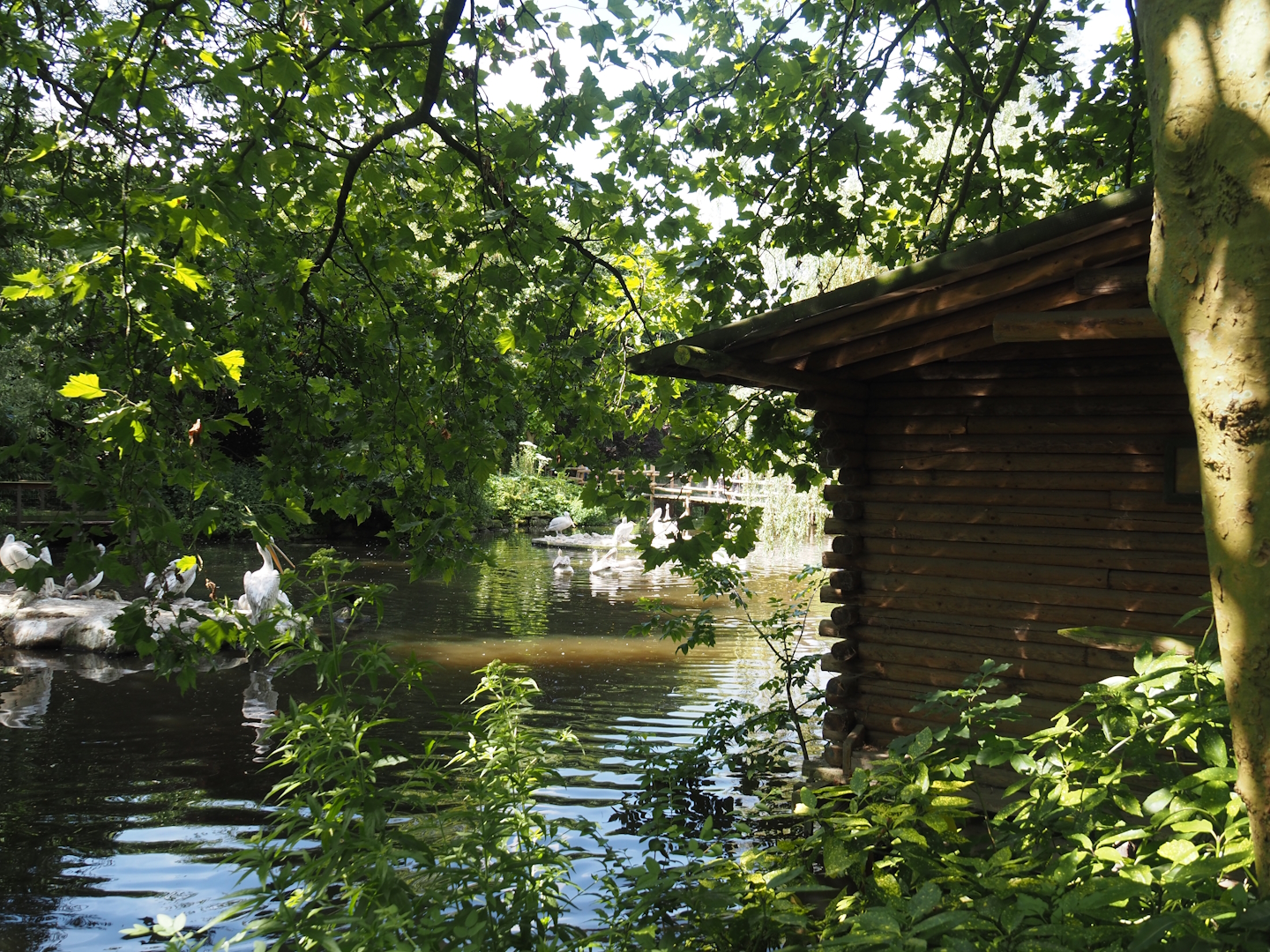 Dalmatian pelican and Eurasian greater cormorant exhibit and viewing cabin, 2024-06-30