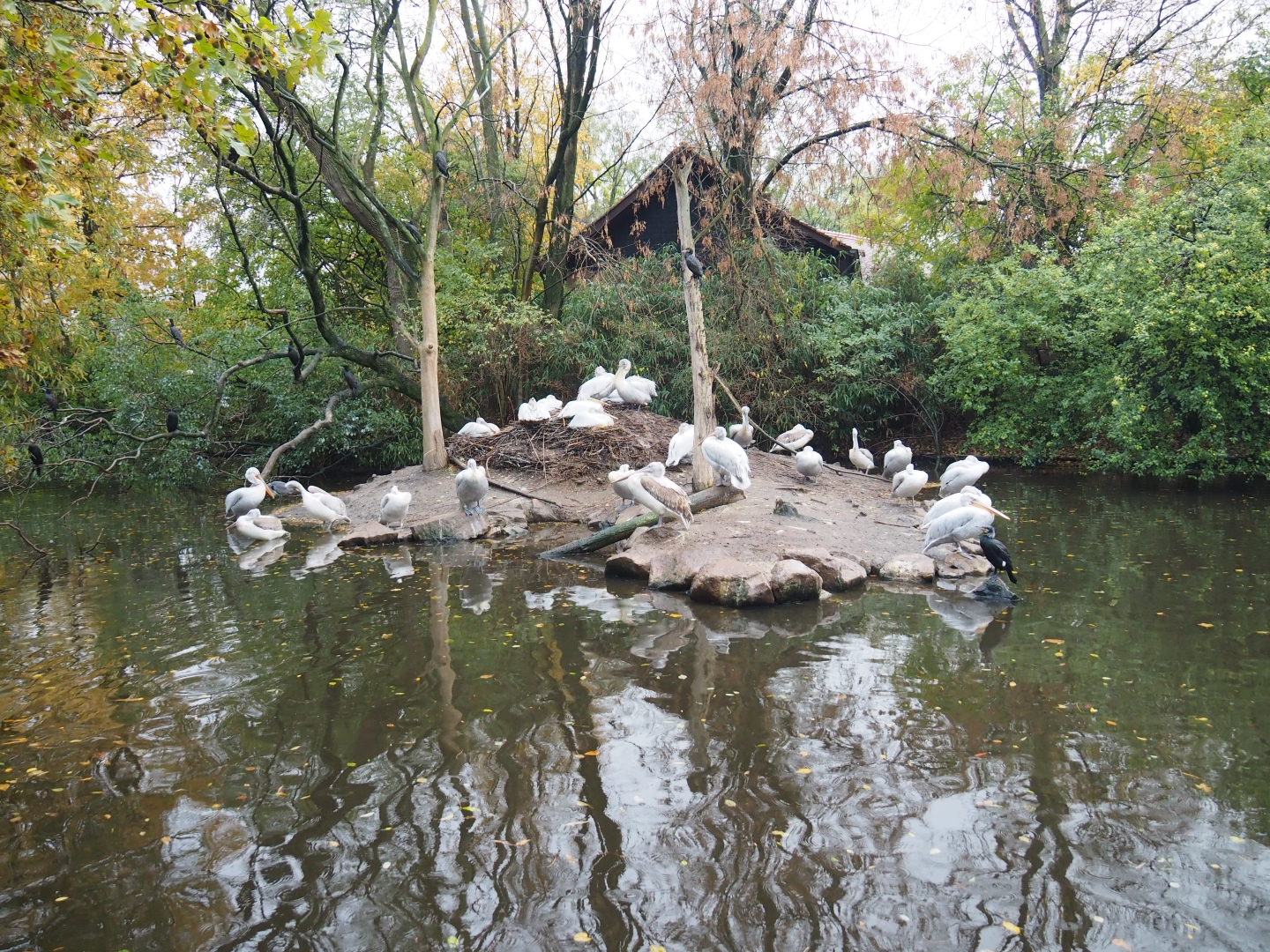 Dalmatian pelican and Eurasian greater cormorant exhibit (Nov 10th, 2018)