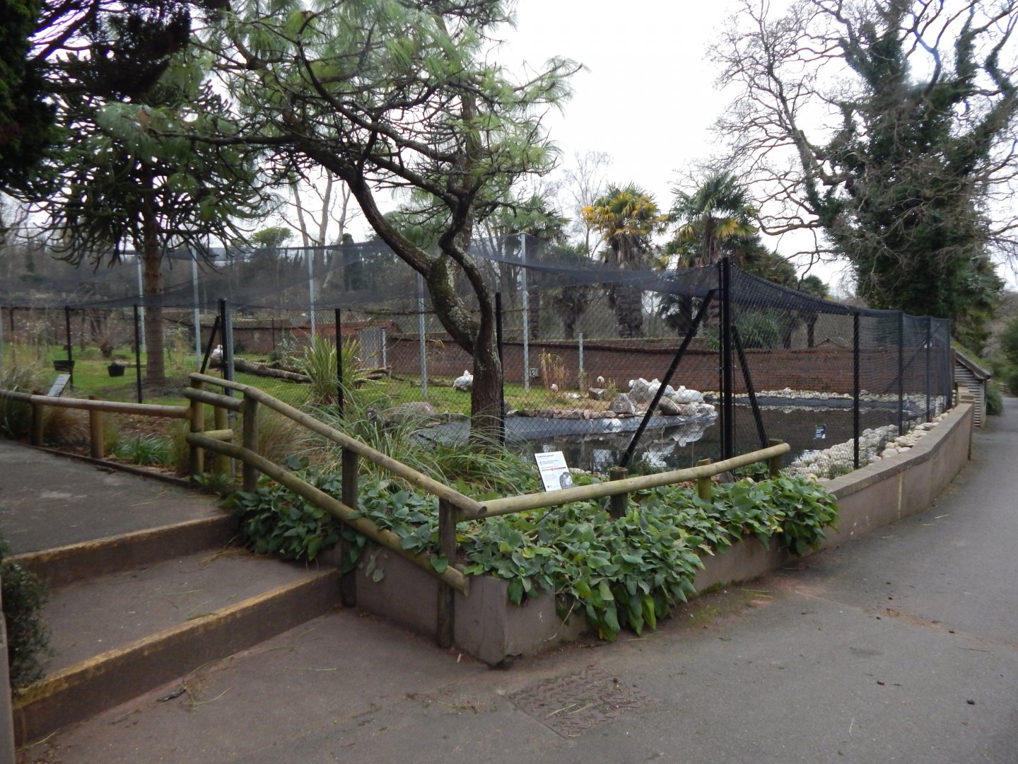 Dalmatian pelican and Sacred ibis exhibit 111224