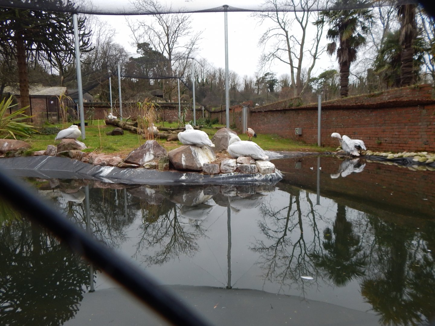 Dalmatian pelican and Sacred ibis exhibit 111224