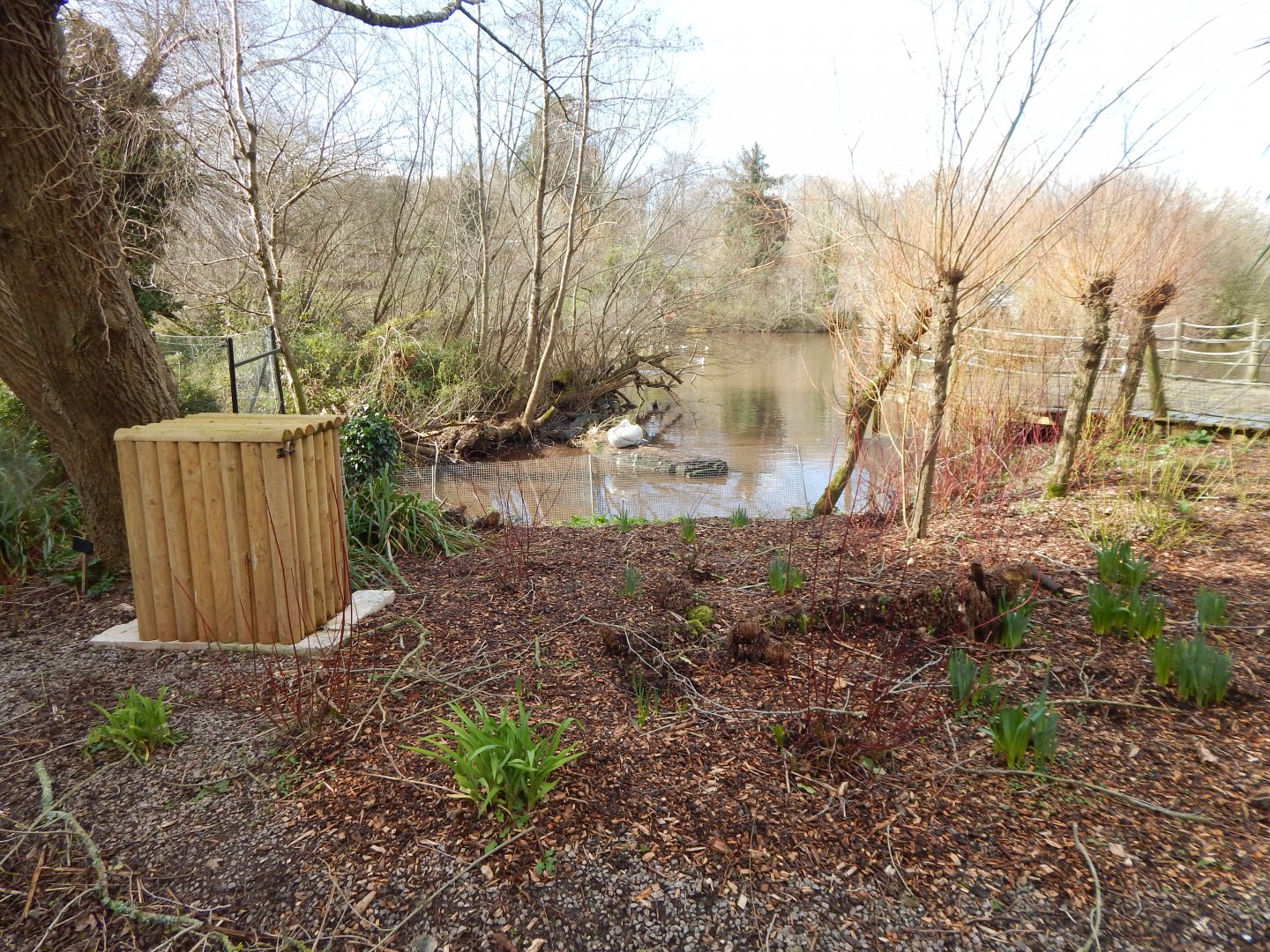 Dalmatian pelican and waterfowl enclosure 240222