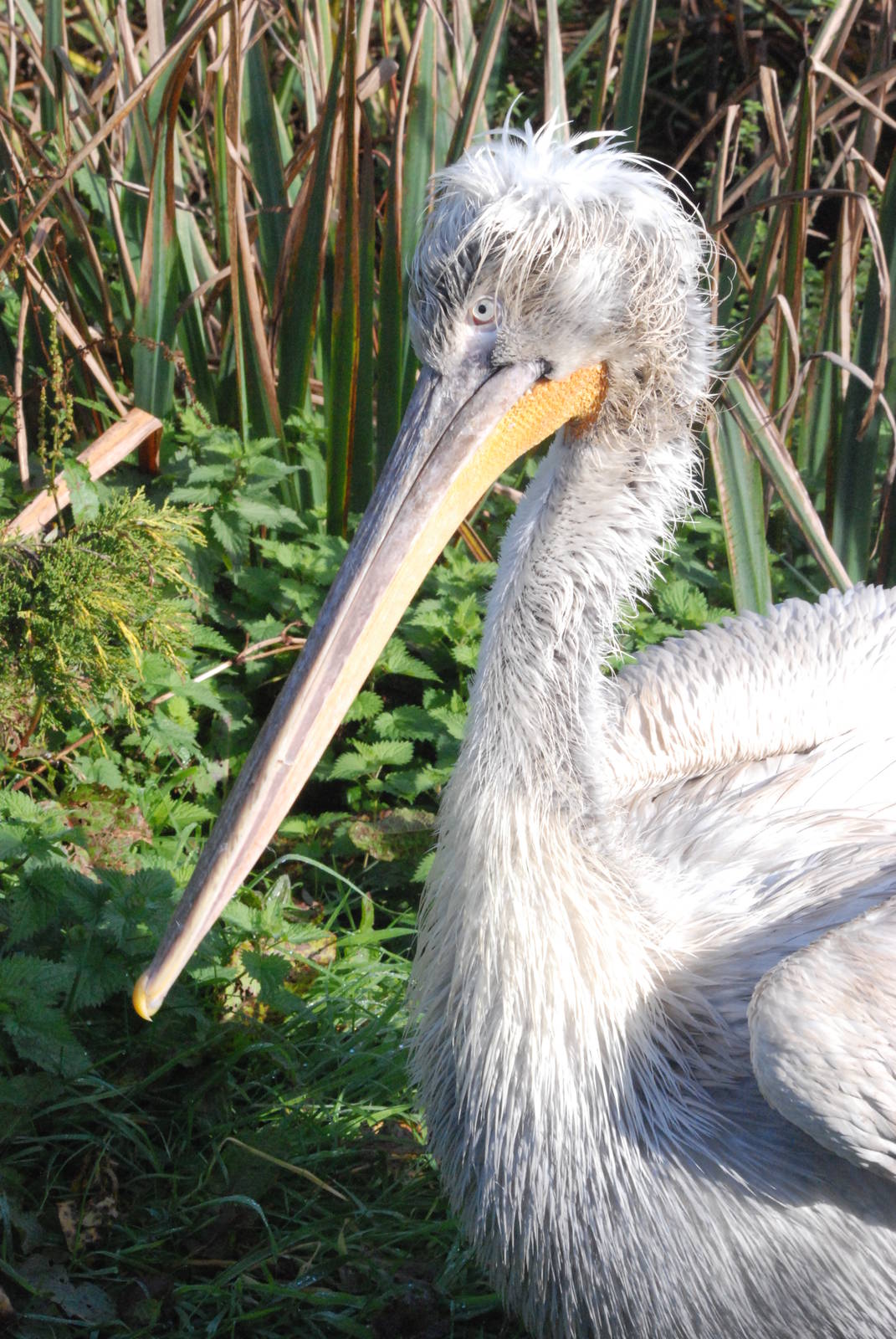 Dalmatian Pelican at Blackbrook, 28/10/11