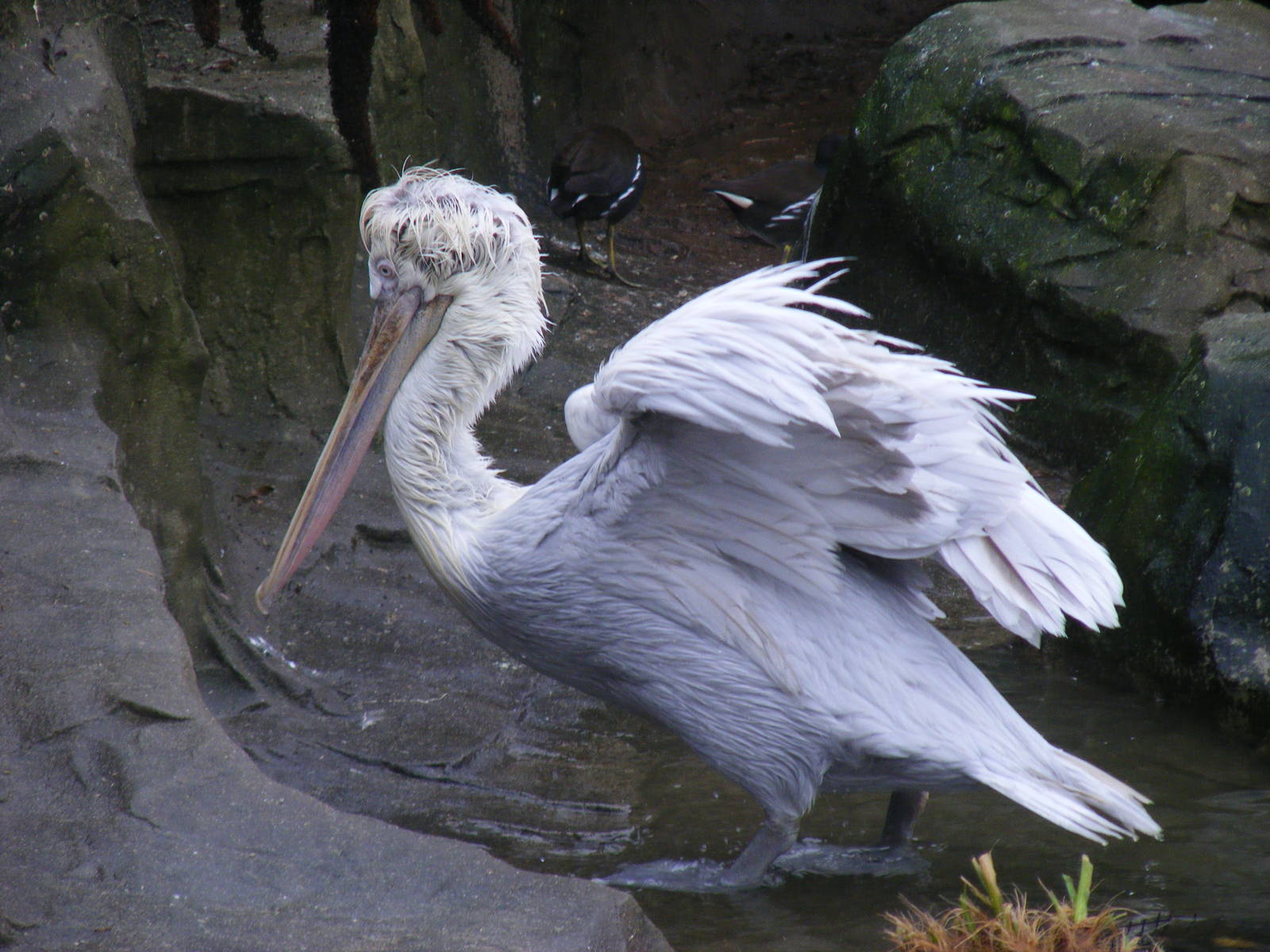 Dalmatian pelican at Exmoor Zoo, 29 December 2010