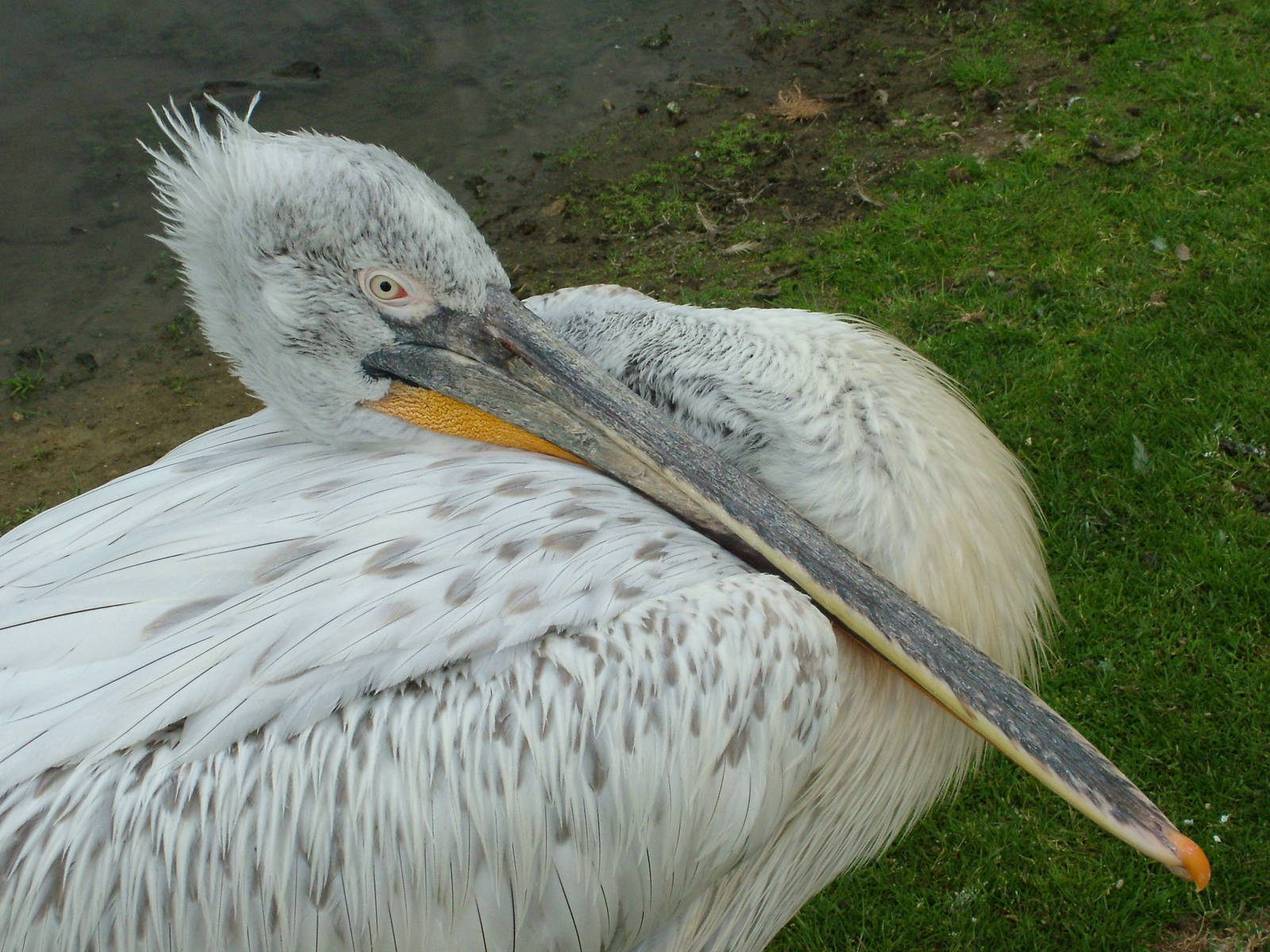 Dalmatian Pelican at Overloon 14/05/09