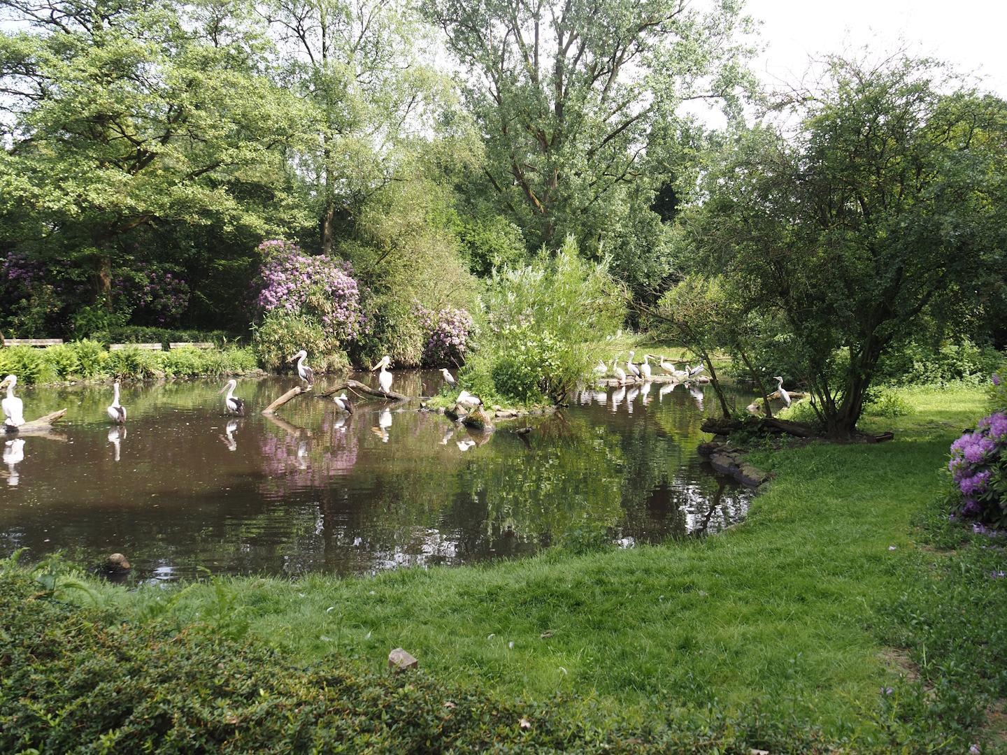 Dalmatian pelican, Australian pelican, American white pelican and Cape Barren goose exhibit, 2024-05-21