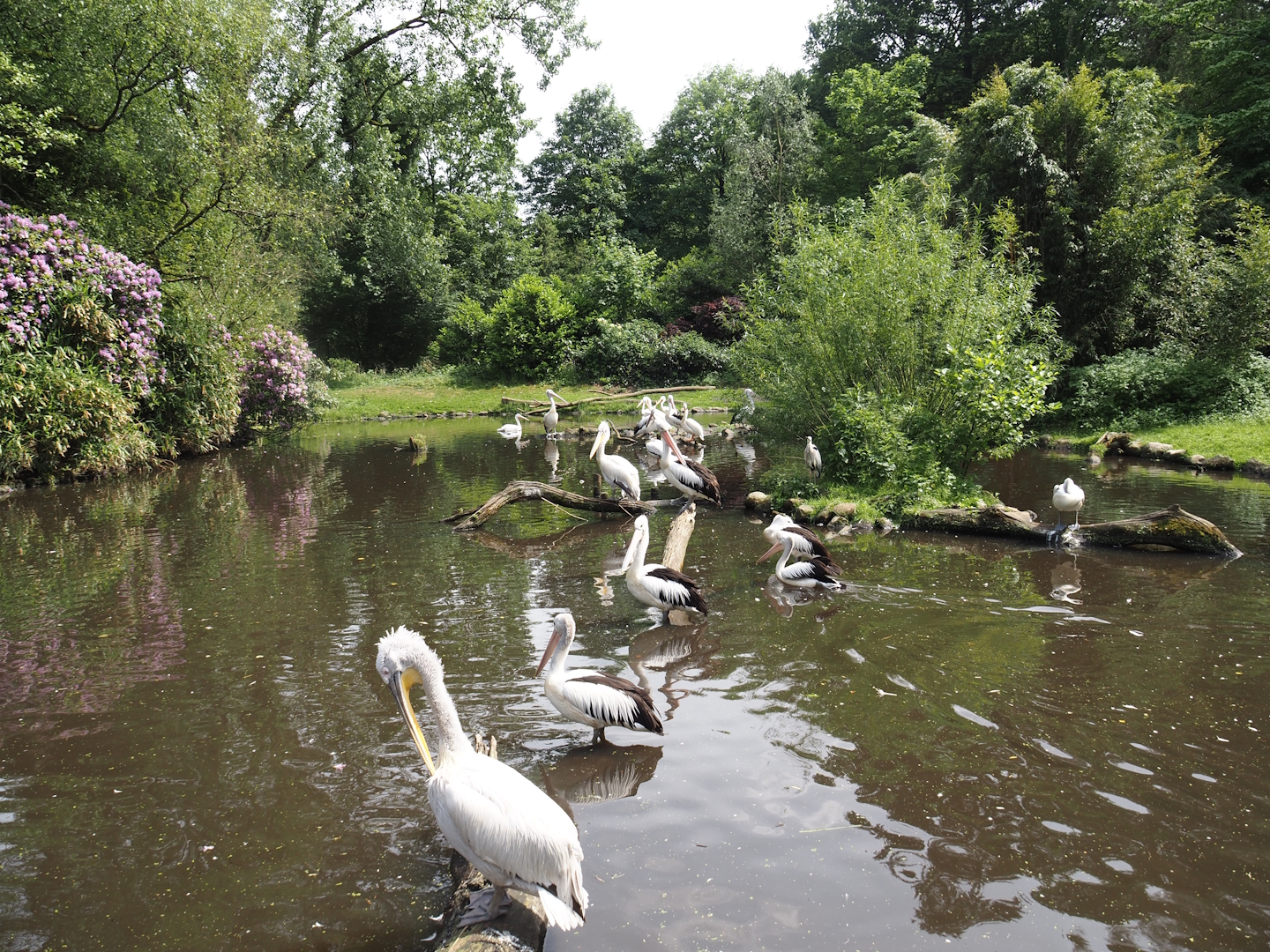 Dalmatian pelican, Australian pelican, American white pelican and Cape Barren goose exhibit, 2024-05-21
