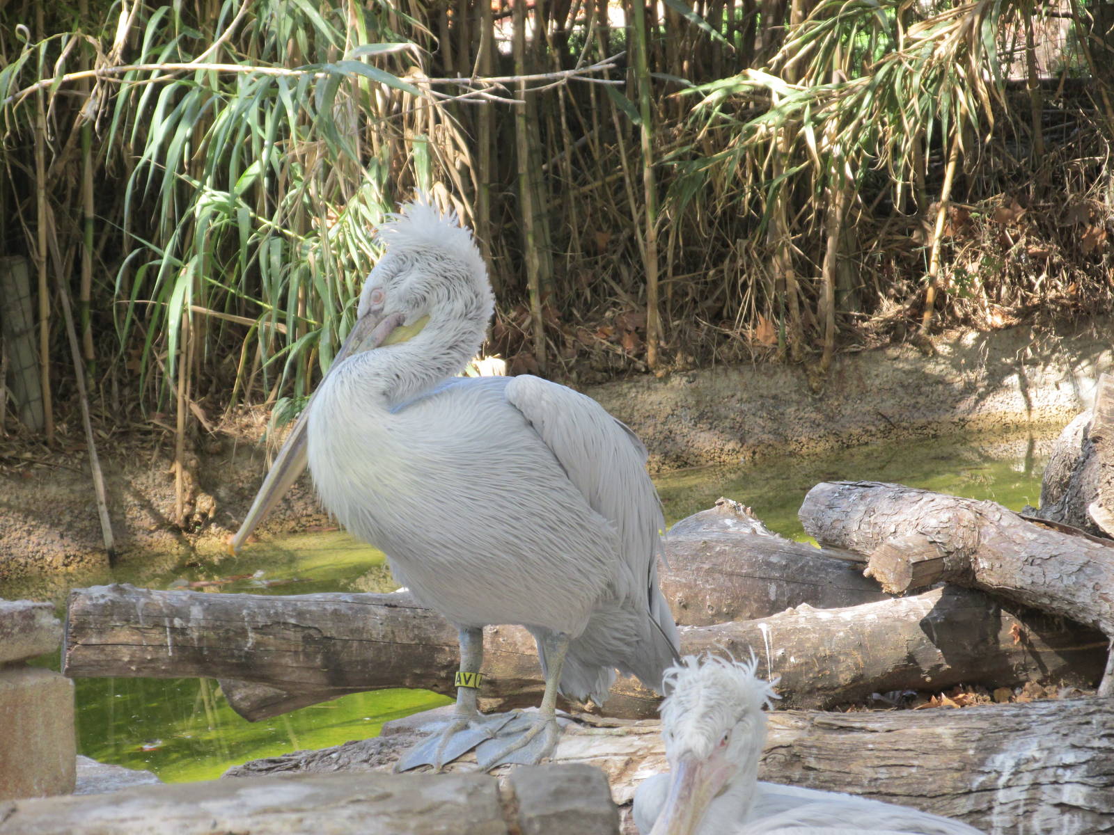 dalmatian pelican barcelona zoo