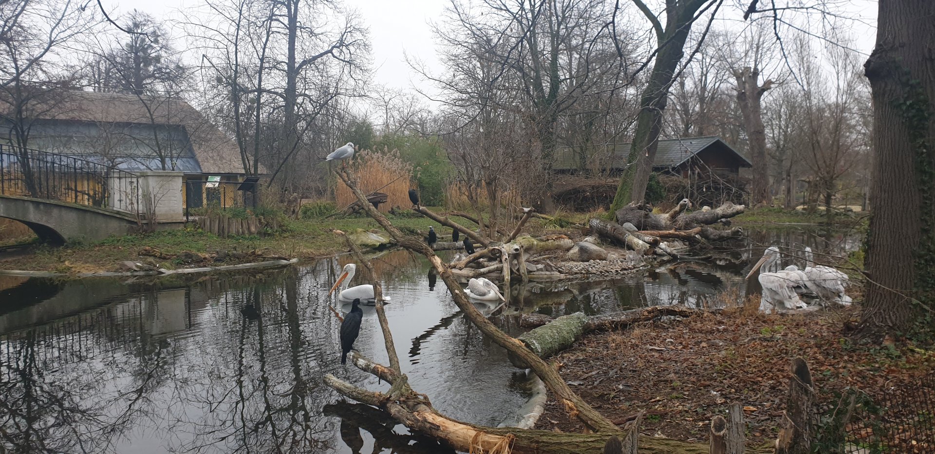 Dalmatian pelican, Cormorant