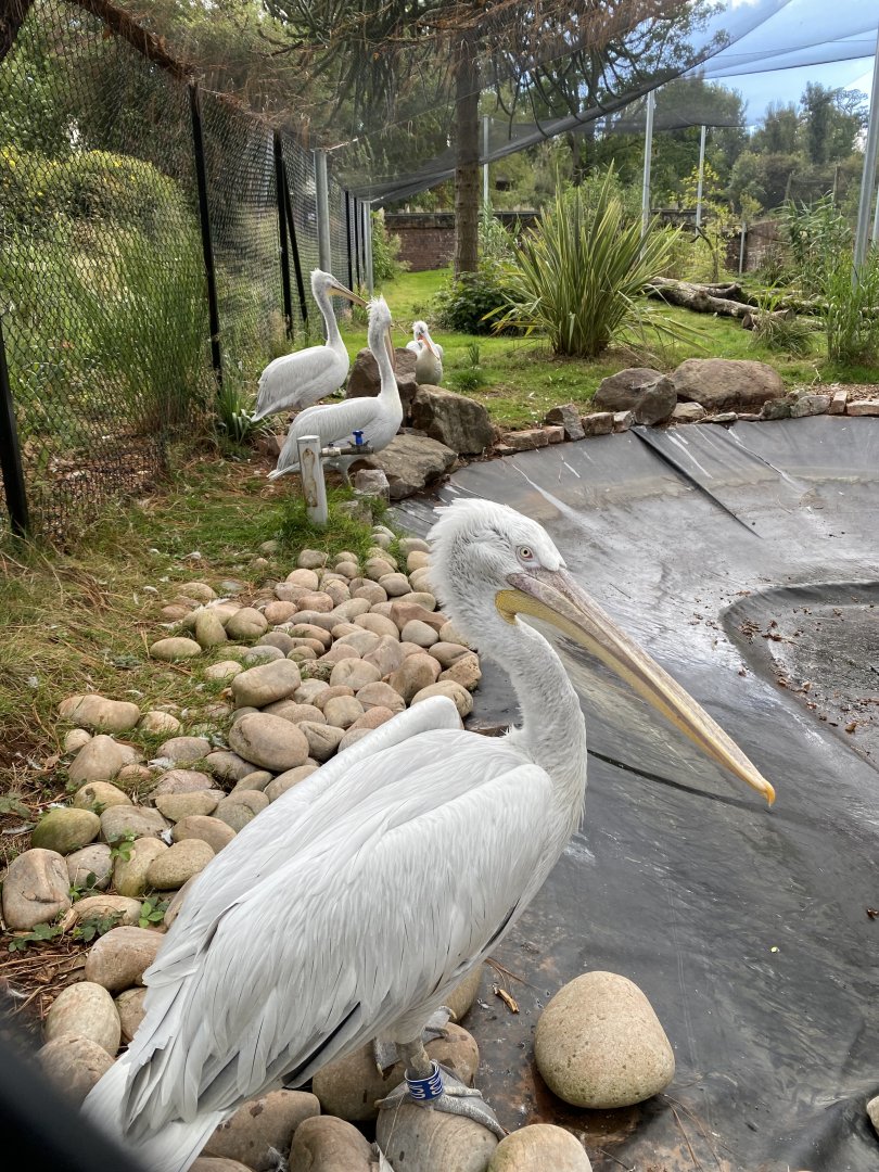 Dalmatian pelican enclosure 030925